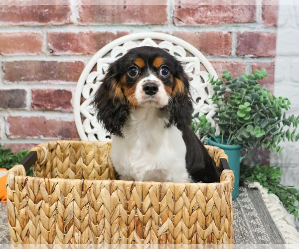 Medium Photo #4 Cavalier King Charles Spaniel Puppy For Sale in SYRACUSE, IN, USA