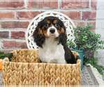 Small #3 Cavalier King Charles Spaniel