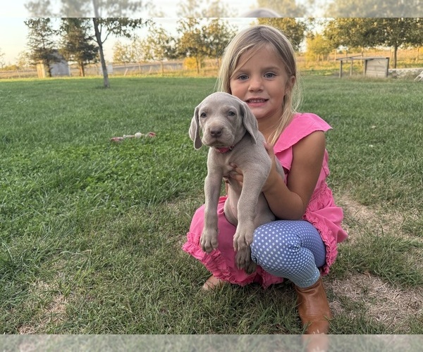 Medium Photo #7 Weimaraner Puppy For Sale in WILLOWS, CA, USA