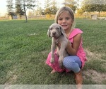 Small #6 Weimaraner