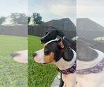 Small #1 American Pit Bull Terrier Mix