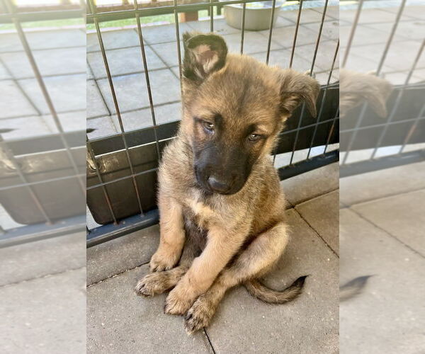 Medium Photo #3 German Shepherd Dog-Unknown Mix Puppy For Sale in Brewster, NY, USA