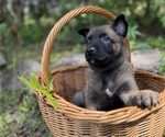 Small #8 Belgian Malinois