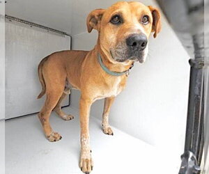 German Shepherd Dog-Staffordshire Bull Terrier Mix Dogs for adoption in Houston, TX, USA