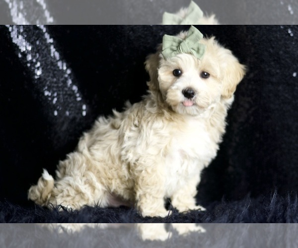 Medium Photo #4 Maltipoo (Miniature) Puppy For Sale in WARSAW, IN, USA