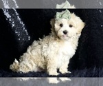 Small #3 Maltipoo (Miniature)