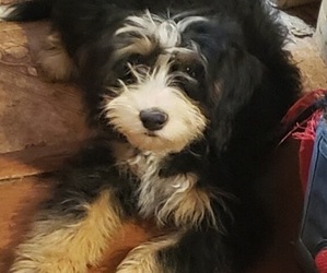 Father of the Miniature Bernedoodle puppies born on 10/08/2022