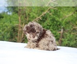 Small #7 ShihPoo