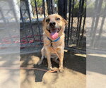 Small #1 Mutt