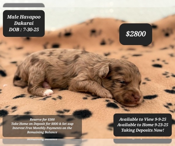 Medium Photo #1 Poovanese Puppy For Sale in TUCSON, AZ, USA