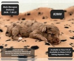 Image preview for Ad Listing. Nickname: Dakarai