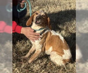 Beagle Dogs for adoption in Glen Allen, VA, USA