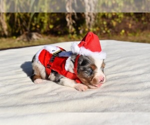 Miniature Australian Shepherd Puppy for sale in PALM COAST, FL, USA