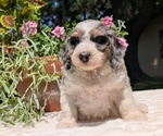 Puppy Lady Miniature Bernedoodle