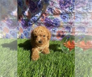 Poodle (Toy) Puppy for sale in WONALANCET, NH, USA