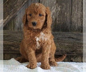 Goldendoodle-Poodle (Standard) Mix Puppy for sale in FREDERICKSBG, OH, USA