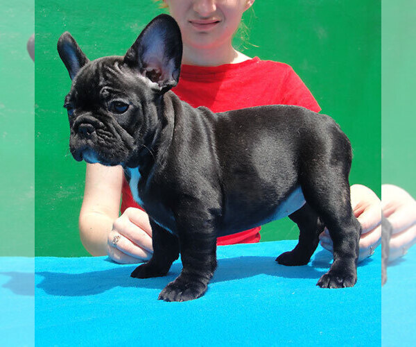 Medium Photo #1 French Bulldog Puppy For Sale in GLENDALE HEIGHTS, IL, USA