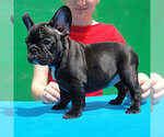 Small French Bulldog