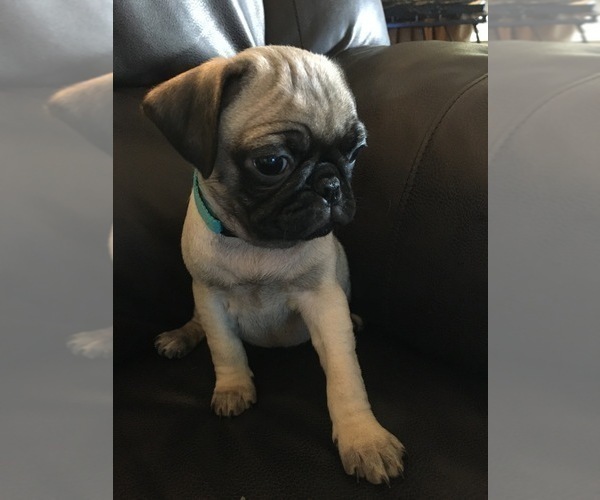 Medium Photo #2 Pug Puppy For Sale in RIO RANCHO, NM, USA