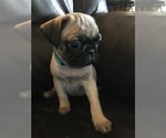 Small Photo #2 Pug Puppy For Sale in RIO RANCHO, NM, USA