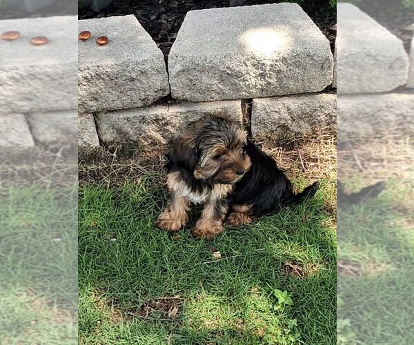 Medium Photo #8 Yorkshire Terrier Puppy For Sale in SCHERTZ, TX, USA