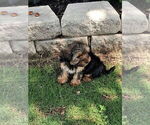 Small #7 Yorkshire Terrier