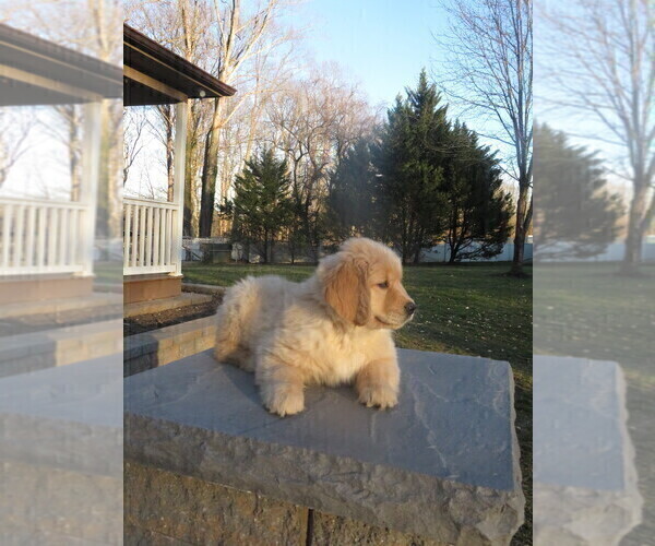 Medium Photo #14 Golden Retriever Puppy For Sale in MECHANICSVILLE, MD, USA