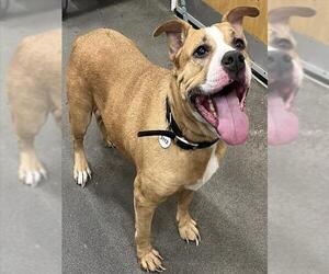 Shepweiller Dogs for adoption in Forestville, MD, USA