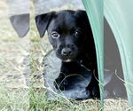 Small #11 American Pit Bull Terrier-Labrador Retriever Mix