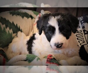Bordoodle Puppy for sale in OLATHE, CO, USA