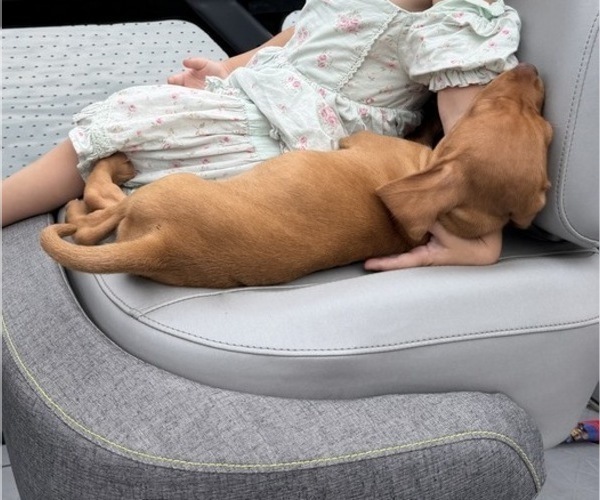 Medium Photo #14 Vizsla Puppy For Sale in WAVERLY, NY, USA