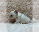 Small #2 French Bulldog
