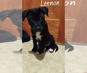 Shepradors Dogs for adoption in Princeton, MN, USA