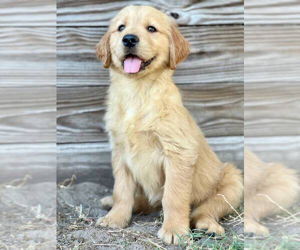 Medium Photo #1 Golden Retriever Puppy For Sale in ORLANDO, FL, USA