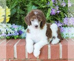Puppy Benji Poodle (Standard)