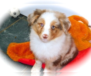 Australian Shepherd Puppy for sale in HAMMOND, IN, USA