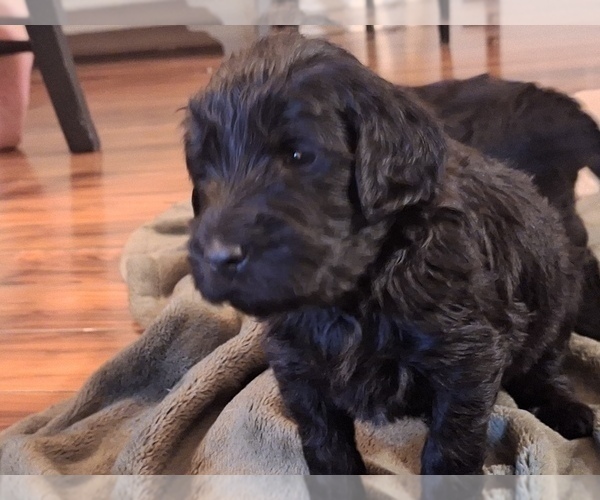 Medium Photo #6 Goldendoodle Puppy For Sale in LOUISA, VA, USA