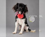 Schnitzel - Female Cavalier King Charles Spaniel-Colonial Cocker Spaniel Mix Dog for Adoption - Small photo