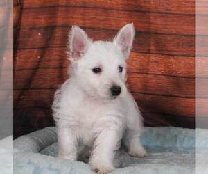 Bichon Frise Puppy for sale in PENNS CREEK, PA, USA