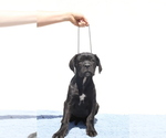 Small #2 Cane Corso