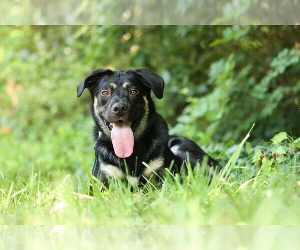 Medium Photo #4 Shepradors Puppy For Sale in Raleigh, NC, USA