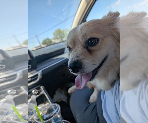 Medium Photo #2 Dorgi Puppy For Sale in Grafton, WI, USA