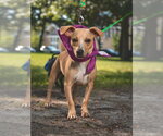 Small #1 Chihuahua Mix
