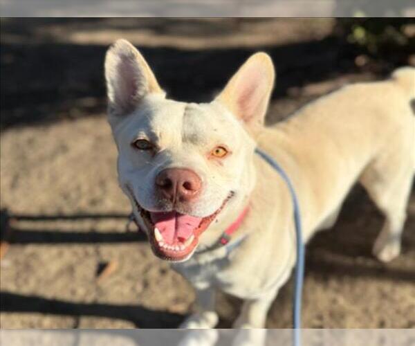 Medium Photo #2 Mutt Puppy For Sale in Martinez, CA, USA