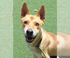Mutt Dogs for adoption in Woodland, CA, USA