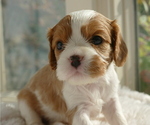 Small Photo #5 Cavalier King Charles Spaniel Puppy For Sale in FAIR OAKS, CA, USA