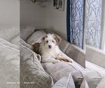 Small #24 Aussiedoodle