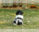 Small Photo #6 Shih Tzu Puppy For Sale in WARSAW, IN, USA