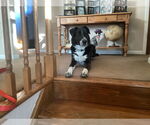 Small Border Collie