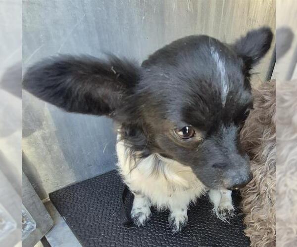 Medium Photo #1 Chihuahua Puppy For Sale in San Antonio, TX, USA